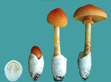 Mushroom_stages